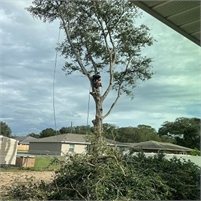  Ocala Tree Removal & Stump Grinding